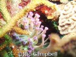 taken off of don fosters dive shop shore. this was a firs... by Mic Campbell 